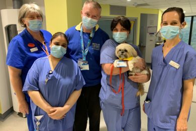 Four-legged friend bringing comfort to hospital patients